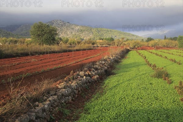 Valley farmland with red terra rosa soil, Lliber, Marina Alta, Alicante province, Spain, Europe