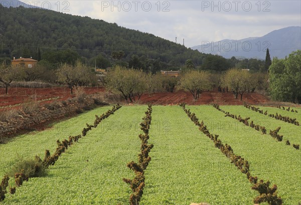 Valley farmland with red terra rosa soil, Lliber, Marina Alta, Alicante province, Spain, Europe