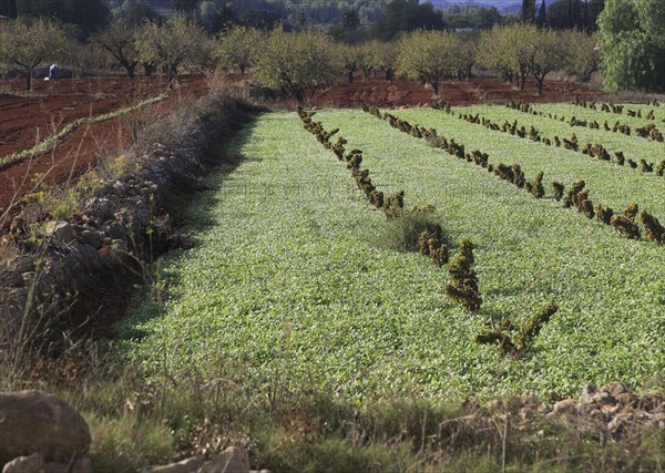 Valley farmland with red terra rosa soil, Lliber, Marina Alta, Alicante province, Spain, Europe