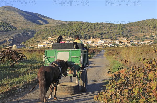 Gypsy horse and cart on road through grapevines near village of Lliber, Marina Alta, Alicante