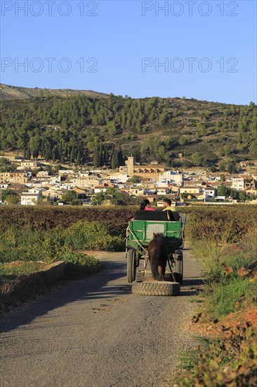 Gypsy horse and cart on road through grapevines near village of Lliber, Marina Alta, Alicante