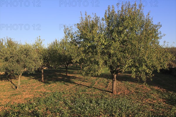 Almond trees orchard blue sky Lliber, Marina Alta, Alicante province, Spain, Europe