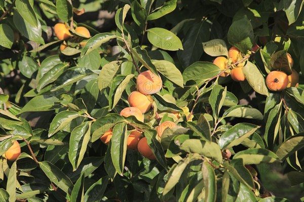 Persimmon, Diospyros kaki or Sharon fruit growing on tree, Marina Alta, Alicante province, Spain,