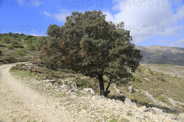 Mountain path in carboniferous limestone landscape, near Benimaurell, Vall de Laguar, Marina Alta,