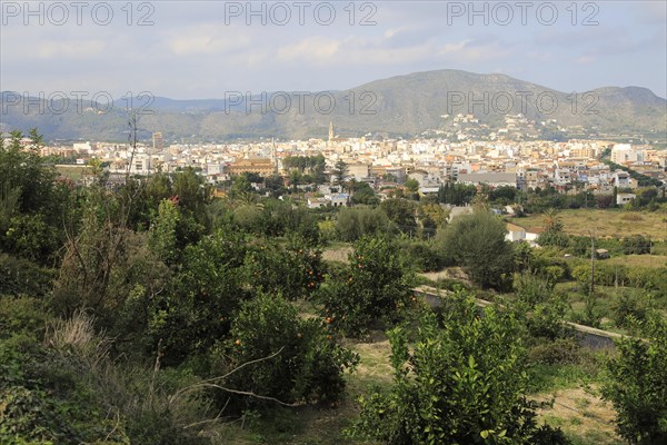 View over orange trees to town of Pego, Marina Alta, Alicante province, Spain, Europe