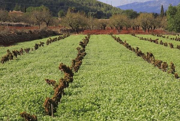 Valley farmland with red terra rosa soil, Lliber, Marina Alta, Alicante province, Spain, Europe