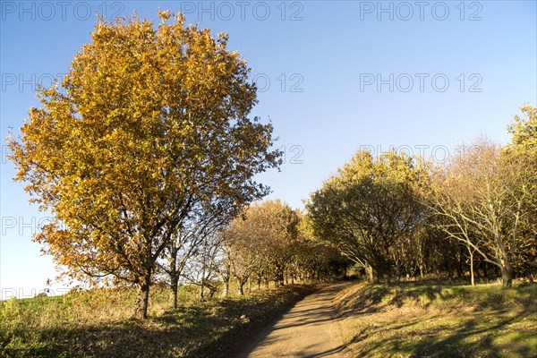 Autumn colours leaves on trees small country lane, Sutton, Suffolk, England, UK