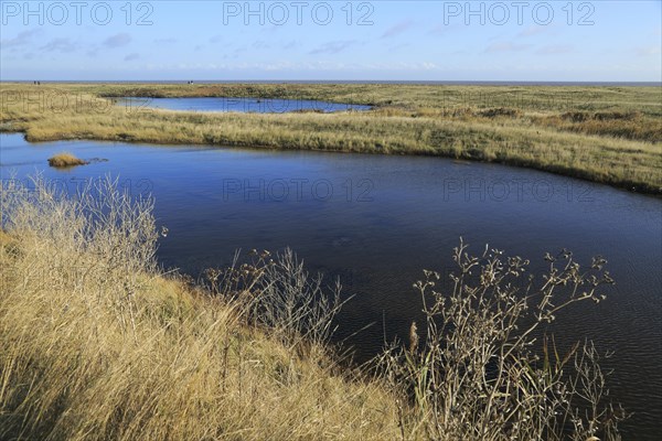 Pools of water between shingle beach and flood defence wall, near Shingle Street, Suffolk, England,