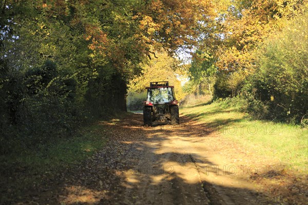 Tractor on sandy track autumnal trees, Sutton, Suffolk, England, UK