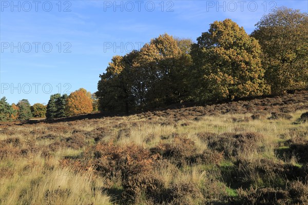 Autumn colours trees in Sandlings heathland, Sutton, Suffolk, England, UK