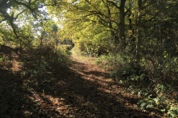 Footpath through autumn colours trees Sandlings heathland, Sutton, Suffolk, England, UK