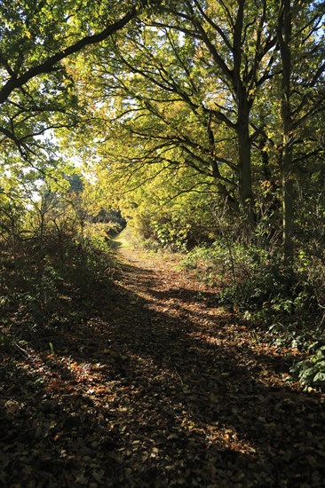 Footpath through autumn colours trees Sandlings heathland, Sutton, Suffolk, England, UK