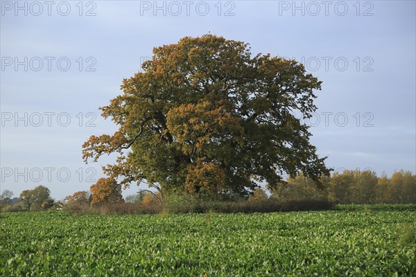 Large oak tree standing in field autumnal leaves, Sutton, Suffolk, England, UK