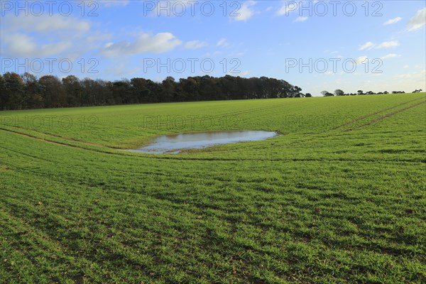 Pool of surface water in field high water table level, Ramsholt, Suffolk, England, UK