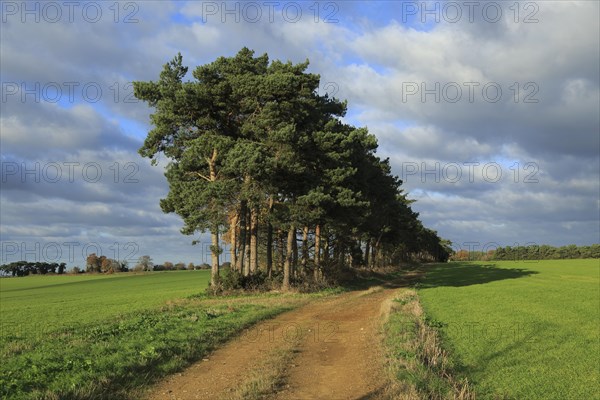 A line of Scots pine trees marking an field boundary in the countryside, Shottisham, Suffolk,