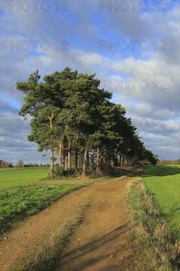 A line of Scots pine trees marking an field boundary in the countryside, Shottisham, Suffolk,