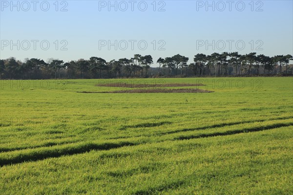 Depression hollow in field, Shottisham Suffolk, England, UK