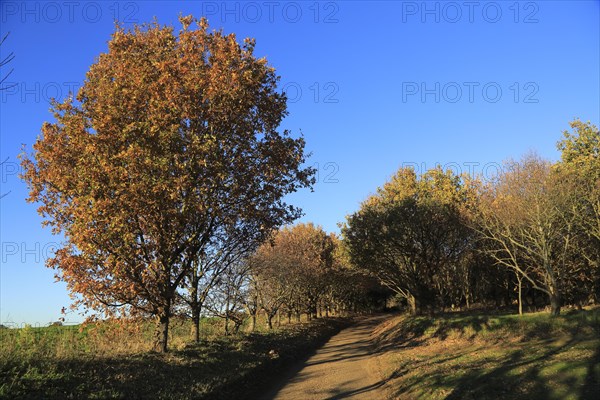 Autumn colours leaves on trees small country lane, Sutton, Suffolk, England, UK