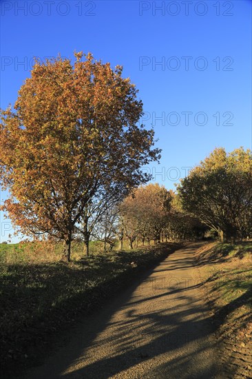 Autumn colours leaves on trees small country lane, Sutton, Suffolk, England, UK