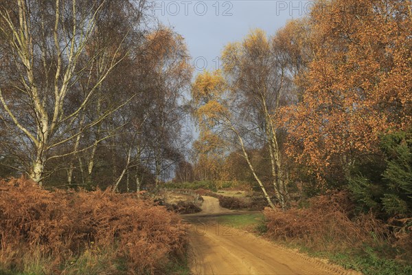 Autumn colours leaves on trees small sandy country lane, Suffolk Sandlings, Sutton, Suffolk,