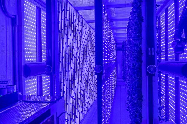 Denver, Colorado, At Ullr's Garden, lettuce grows in shipping containers converted to an indoor