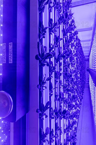 Denver, Colorado, At Ullr's Garden, lettuce grows in shipping containers converted to an indoor