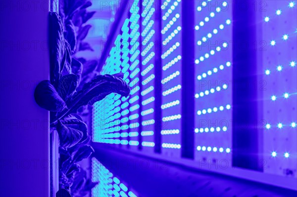 Denver, Colorado, At Ullr's Garden, lettuce grows in shipping containers converted to an indoor