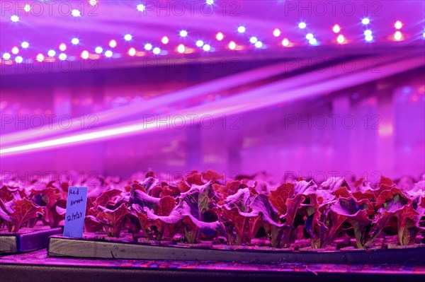 Denver, Colorado, At Ullr's Garden, lettuce grows in shipping containers converted to an indoor