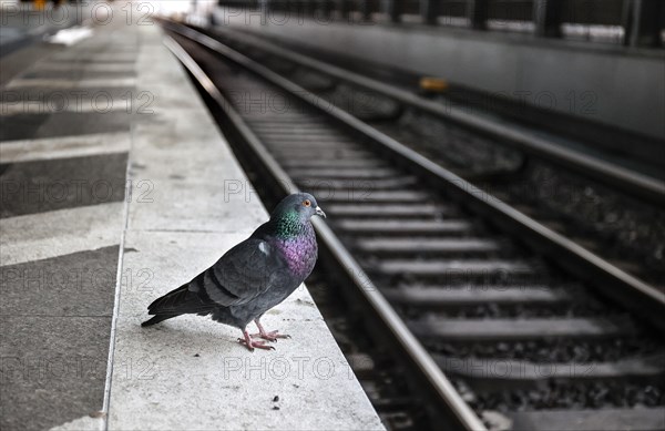 A pigeon sits on the platform at Südkreuz station. The fourth train drivers' strike by the German