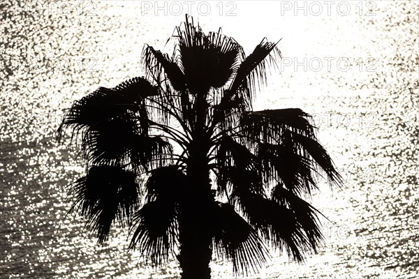 Palm tree against the light, Diano Marina, 01.06.2022