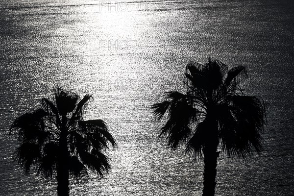 Palm trees against the light, Diano Marina, 01.06.2022