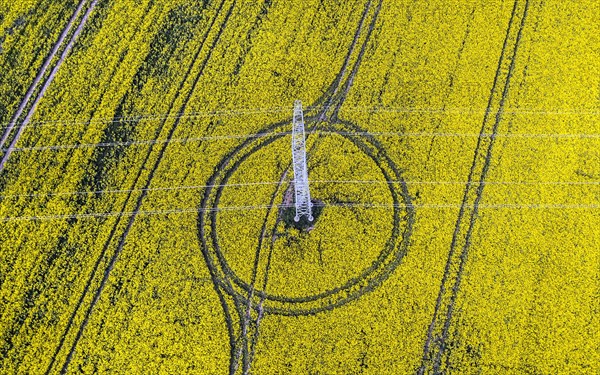 Aerial view of power line with power lines in a rapeseed field, Nauen, 20/05/2022