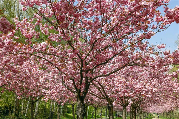 Blossoming cherry trees on the TV-Asahi cherry blossom avenue. Kirschblütenalle is located directly