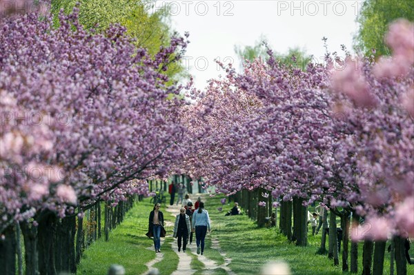Blossoming cherry trees on the TV-Asahi cherry blossom avenue. Kirschblütenalle is located directly