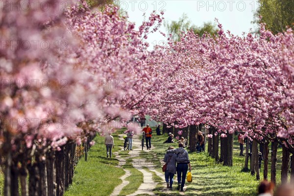 Blossoming cherry trees on the TV-Asahi cherry blossom avenue. Kirschblütenalle is located directly