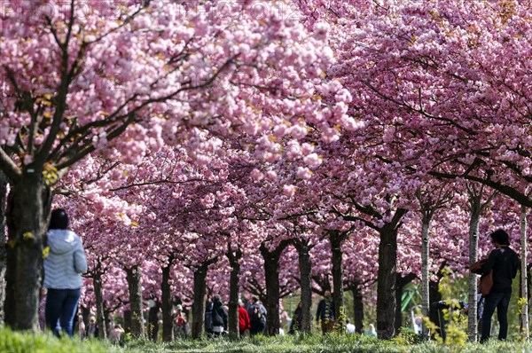 Blossoming cherry trees on the TV-Asahi cherry blossom avenue. Kirschblütenalle is located directly