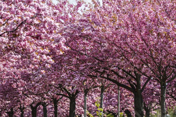 Blossoming cherry trees on the TV-Asahi cherry blossom avenue. Kirschblütenalle is located directly