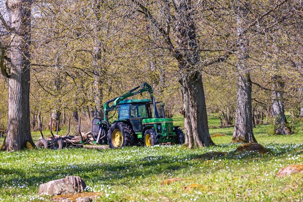 Forestry with a tractor and cart in a deciduous forest with flowering Wood anemone (Anemone