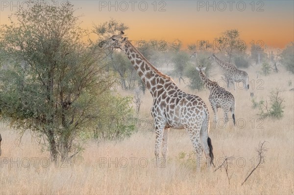 Giraffe. A cold and foggy dawn and like a vision, in the silence, they appear in all their majesty