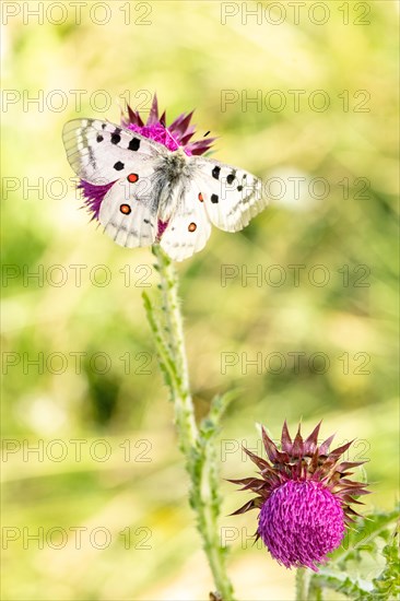 The Apollo butterfly (Parnassius Apollo) typically lives above 1200 meters above sea level and is