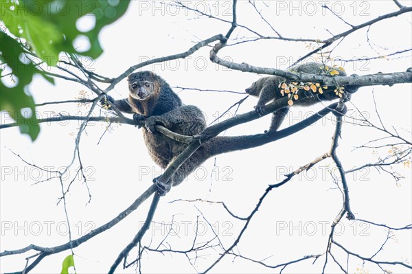 The common cusco (Spilocuscus maculatus) is an arboreal marsupial of the Phalangeridae family, this