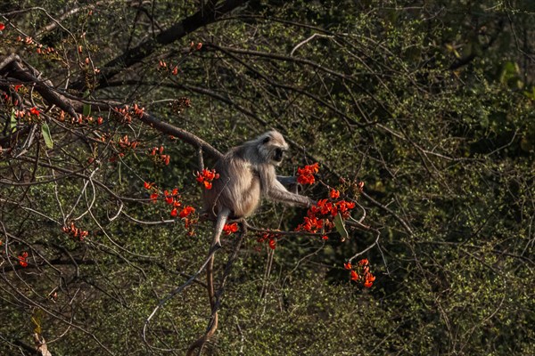 (Presbytis entellus) Monkey in the jungle of Ranthambore National Park famous for tigers in