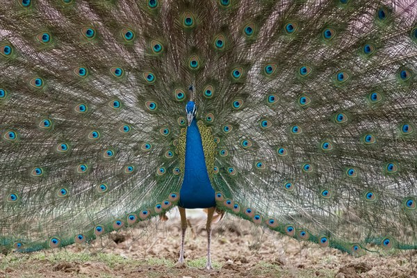 Peacock (Pavo cristatus) photographed in the jungle of Ranthambore National Park famous for tigers