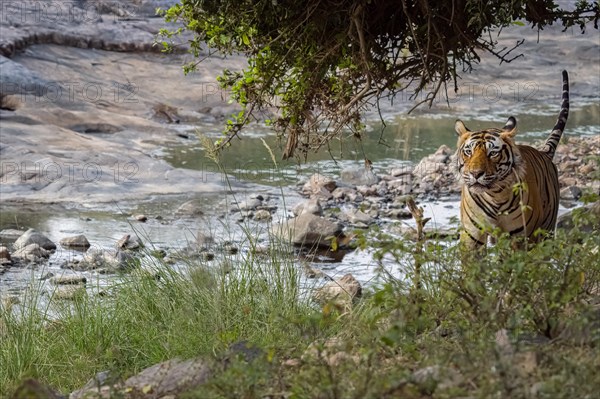 DSC00493- Male tiger (Panthera tigris) photographed in the jungle of Ranthambore National Park