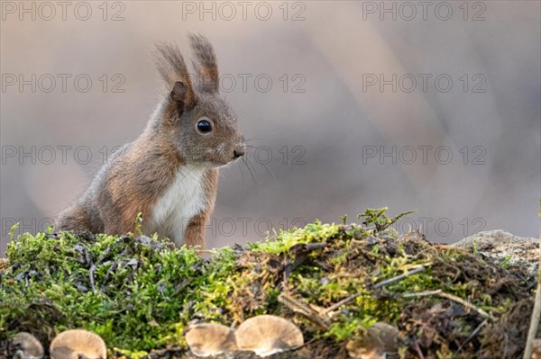 European red squirrel, Sciurus vulgaris Alessandria Italy