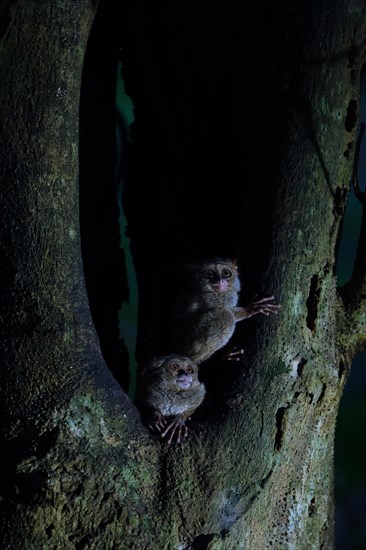 The specter tarsier or maki elf (Tarsius tarsier) is a primate of the Tarsiidae family, of which it