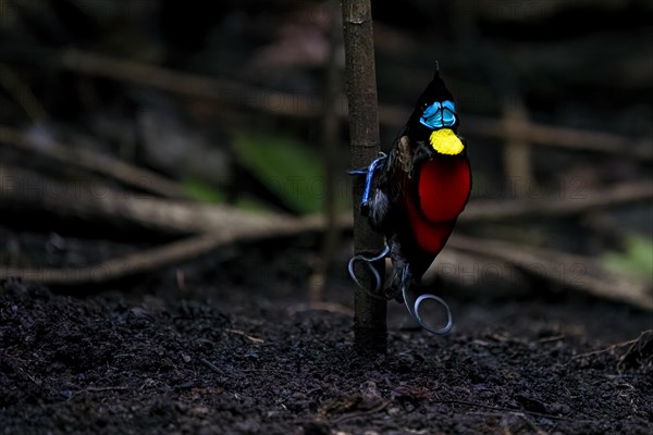 Wilson's bird of paradise (Diphyllodes respublica), endemic to the rainforests of Waigeo Island,