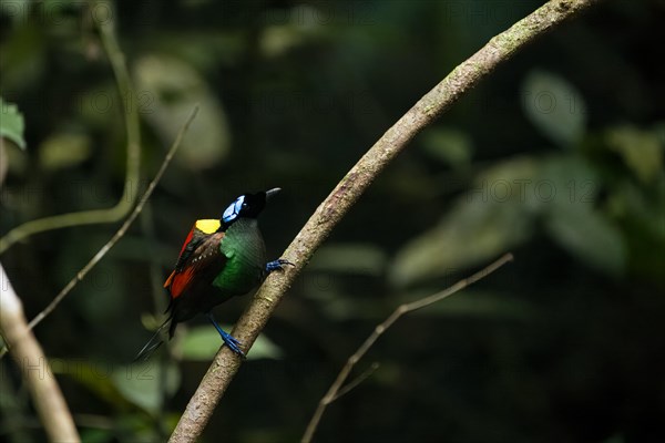 Wilson's bird of paradise (Diphyllodes respublica), endemic to the rainforests of Waigeo Island,