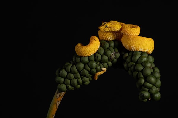 This viper with a disturbing look is the Cigliata viper Bothriechis schlegelii, its venom is lethal