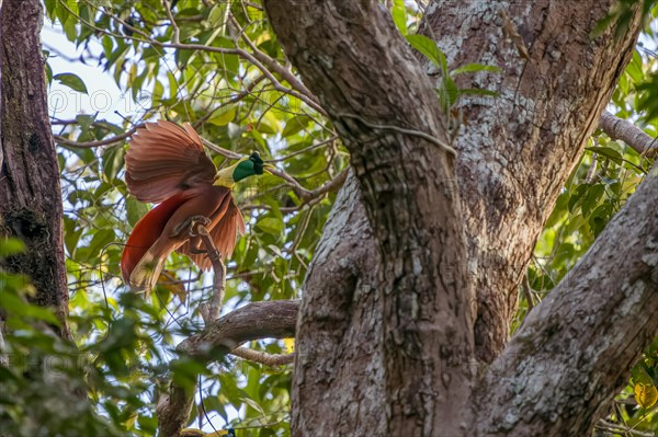 Paradisea rubra, the males perform by carefully cleaning the leaves of a branch on which they will